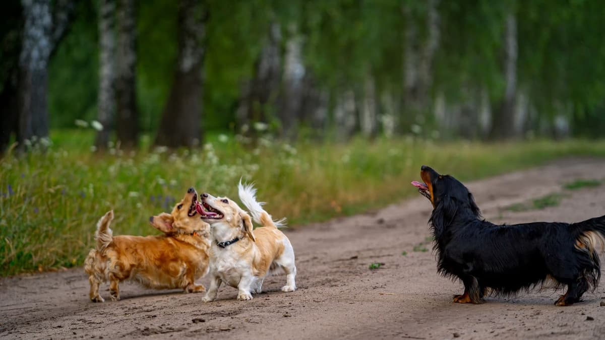 Tendencias en mascotas: crece demanda de perros pequeños